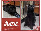 Adopt Ace a All Black Domestic Shorthair / Mixed cat in Hamilton, ON (41429901)
