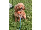 Adopt Emmie a Tan/Yellow/Fawn Poodle (Miniature) / Mixed dog in NASHVILLE