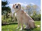 Adopt Teagan a Tan/Yellow/Fawn Golden Retriever / Mixed dog in Newport