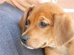 Adopt Tango a Brown/Chocolate Coonhound / Mixed dog in Newport, KY (41334480)