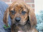 Adopt Salsa a Brown/Chocolate Coonhound / Mixed dog in Newport, KY (41334478)