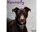 Adopt Kennedy a Brown/Chocolate American Pit Bull Terrier / Mixed dog in