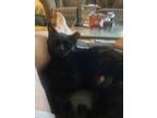 Adopt gloria (black) and kitty kitty (orange) a All Black Domestic Shorthair /