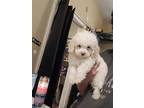 Adopt Chewey a Tan/Yellow/Fawn - with White Maltipoo / Mixed dog in Los Angeles