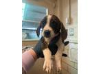Adopt Kammy a Brindle Basset Hound / Mixed dog in Charlottesville, VA (41448875)