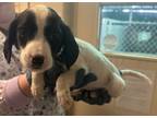 Adopt Jody a Black Basset Hound / Mixed dog in Charlottesville, VA (41448874)