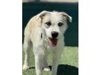 Adopt Bitsy a White Terrier (Unknown Type, Medium) / Mixed Breed (Medium) /