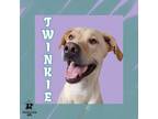 Adopt Twinkie a Tan/Yellow/Fawn Mixed Breed (Large) / Mixed dog in Ashtabula