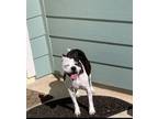 Adopt Dot a Brindle Boston Terrier / Terrier (Unknown Type