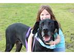 Adopt Big Ben a Black Great Dane / Mixed dog in Uxbridge, MA (41449095)