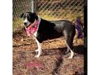 Adopt Gabby a Black - with White Labrador Retriever / Mixed dog in Chantilly