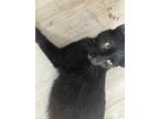 Adopt Ozzie a All Black Bombay (short coat) cat in Surprise, AZ (41449083)