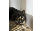 Adopt Winter a Domestic Shorthair / Mixed cat in Prince George, BC (41449076)