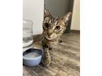 Adopt Autumn a Domestic Shorthair / Mixed cat in Prince George, BC (41449075)