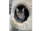 Adopt Spring a Domestic Shorthair / Mixed cat in Prince George, BC (41449074)