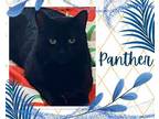 Adopt Panther a All Black Domestic Shorthair / Mixed cat in Hamilton