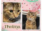 Adopt Thelma a Brown Tabby Domestic Shorthair / Mixed cat in Hamilton