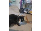 Adopt Jessie a Black & White or Tuxedo Turkish Van / Mixed (medium coat) cat in