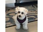 Adopt Francine a Tan/Yellow/Fawn Havanese / Bichon Frise dog in Norfolk