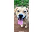 Adopt Oaklie mae a Tan/Yellow/Fawn Labrador Retriever / Mixed dog in Winston