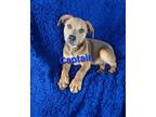 Adopt Captain a Brown/Chocolate - with Black Pit Bull Terrier / Labrador