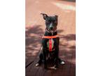 Adopt Lex a Black - with White American Pit Bull Terrier / Mixed dog in