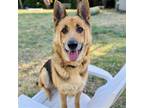 Adopt Susie a Tan/Yellow/Fawn German Shepherd Dog / Mixed dog in Oakland