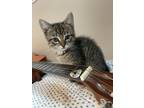 Adopt Susie a Brown Tabby Domestic Shorthair (short coat) cat in RICHMOND