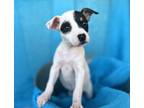 Adopt Amethyst a White - with Red, Golden, Orange or Chestnut Boxer / Cattle Dog
