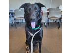 Adopt Jameson a Black German Shepherd Dog / Mixed Breed (Medium) / Mixed (short