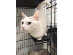 Adopt Snow Ball a White Domestic Shorthair / Domestic Shorthair / Mixed cat in