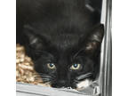 Adopt Samone a All Black Domestic Shorthair / Domestic Shorthair / Mixed cat in