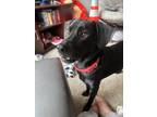 Adopt Steeler a Black - with White Labrador Retriever / Mixed dog in Raleigh