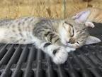 Adopt Wanda a Tan or Fawn Tabby Domestic Shorthair (short coat) cat in RICHMOND