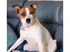 Adopt Carlie a White - with Brown or Chocolate American Pit Bull Terrier / Mixed