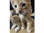 Adopt Geoff a Orange or Red Tabby Domestic Shorthair (short coat) cat in