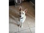 Adopt Harley a Tan/Yellow/Fawn Carolina Dog / Labrador Retriever / Mixed dog in