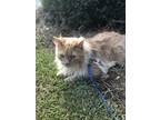Adopt Leo (Kitty) a Tan or Fawn Domestic Longhair / Mixed (long coat) cat in