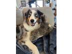 Adopt Finn a Merle Australian Shepherd / Mixed dog in Portland, OR (41448777)