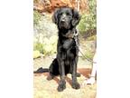 Adopt Rocky a Brown/Chocolate Flat-Coated Retriever / Mixed dog in Flagstaff