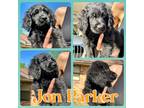 Adopt Jon Parker Adoption Pending a Black Boykin Spaniel / Labradoodle / Mixed