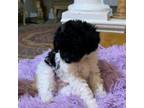 Poodle (Toy) Puppy for sale in Austin, TX, USA