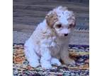 Poodle (Toy) Puppy for sale in Austin, TX, USA