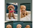 Cavapoo Puppy for sale in Bakersville, NC, USA