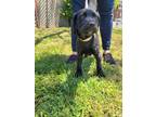Adopt Lavender a Black Labrador Retriever / Mixed dog in Orange, CA (41275000)