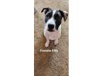 Adopt Ellie a Black - with White American Pit Bull Terrier / American Pit Bull