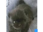 Akc Black Beauty teddy bear