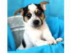 Adopt Garnet a Tricolor (Tan/Brown & Black & White) Australian Cattle Dog /