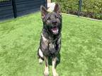 Adopt ATLAS a Akita / Mixed dog in Tustin, CA (41448665)