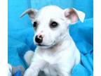 Adopt Carnelian a White - with Gray or Silver Australian Cattle Dog / Boxer /